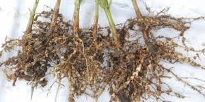 uploads/images/pest/mango nematodes.jpg